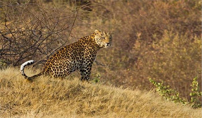 अल्मोड़ा में तेंदुए ने एक व्यक्ति को बनाया शिकार