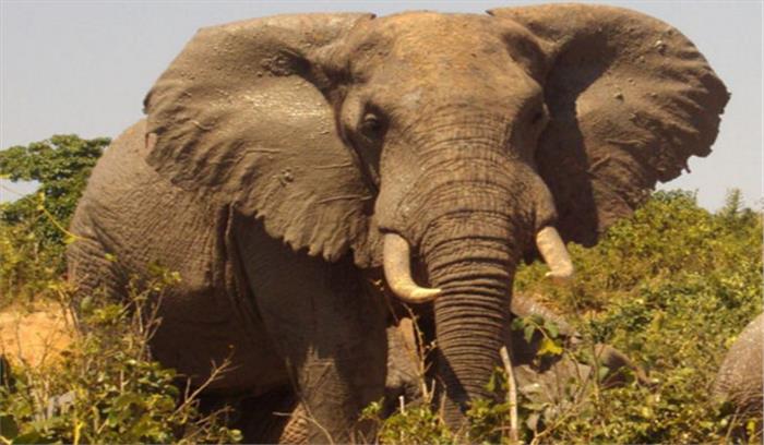 उत्तराखंड : हाथी ने महिला को कुचलकर मौत के घाट उतारा