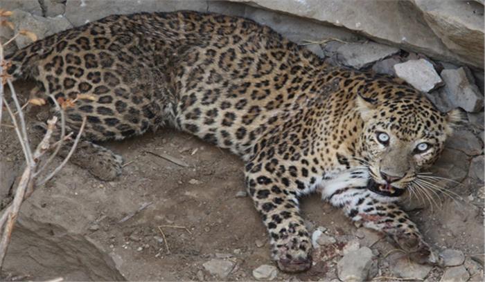 उत्तराखंड के मेडिकल कॉलेज में घुसा तेंदुआ