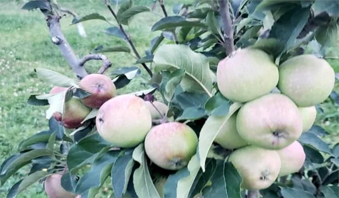 उत्तराखंड : सेब किसानों की आमदनी बढ़ाने की योजना