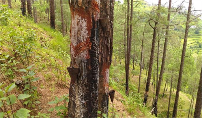  उत्तराखंड :ट्रक से मिला 440 कनस्तर अवैध गंधविरोजा