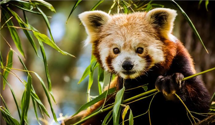 रेड पांडा का कुनबा बना पर्यटकों के आकर्षण का केन्द्र