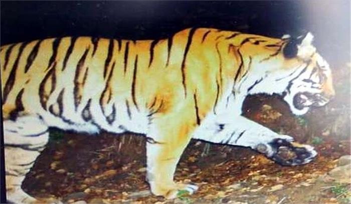 उत्तराखंड : केदारनाथ में 3,400 मीटर की ऊंचाई पर देखा गया बाघ