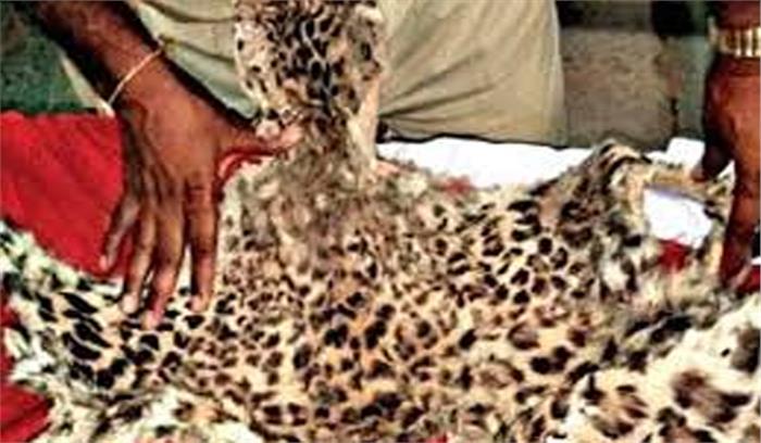 चंपावत पुलिस ने तेंदुए की खालों के साथ दो तस्करों को किया गिरफ्तार