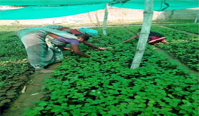 वैद्य संघ ने तैयार किए 5 लाख औषधीय पौधे