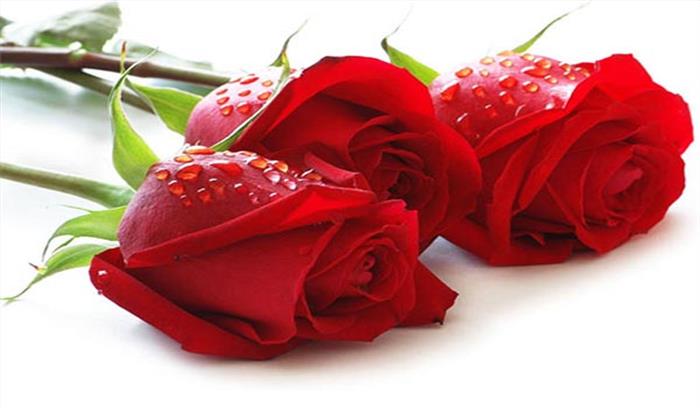 शहर में बिक गए 4 से 5 लाख रुपए के गुलाब शहर में बिक गए 4 से 5 लाख रुपए के गुलाब