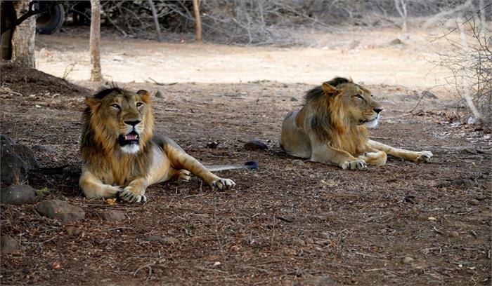 चेन्नई के चिड़ियाघर में 4 शेरों में पाया गया कोविड-19 का डेल्टा वेरिएंट