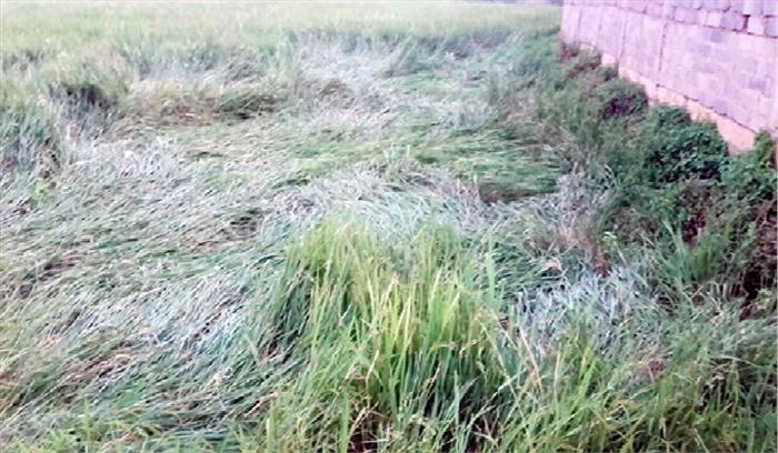 खड़ी फसल गिर जाने से किसानों को नुकसान