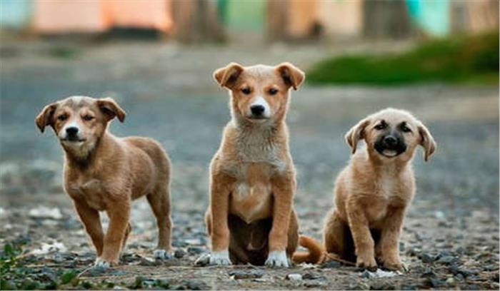 कोलकाता :पिल्लों की हत्या के मामले में दो नर्सिंग छात्र गिरफ्तार कोलकाता :पिल्लों की हत्या के मामले में दो नर्सिंग छात्र गिरफ्तार