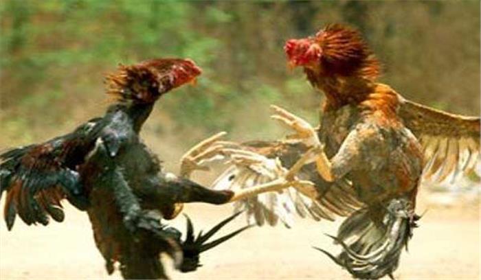 आंध्र प्रदेश: प्रतिबंध के बावजूद कॉकफाइट निरंतर जारी