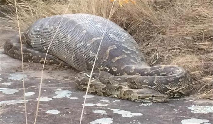 नील गाय के बच्चे को 10 फुट के अजगर ने निगला