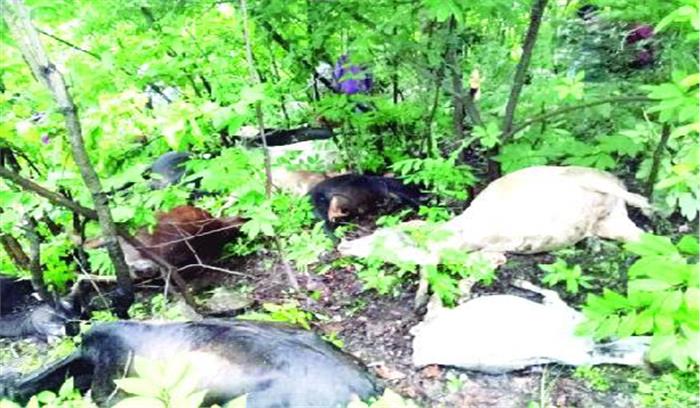 गाज से 49 मवेशियों की मौत