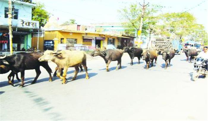 आवारा मवेशियों से हादसे बढ़े, तस्करी भी