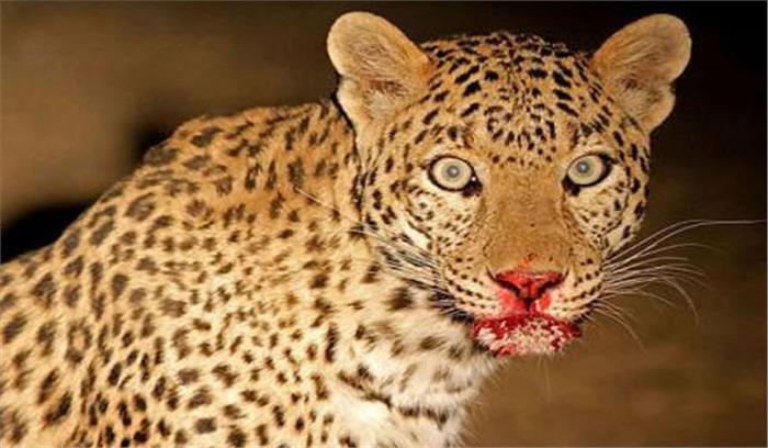 मध्यप्रदेश:  दो ग्रामीण तेंदुए का शिकार करने के आरोप में गिरफ्तार