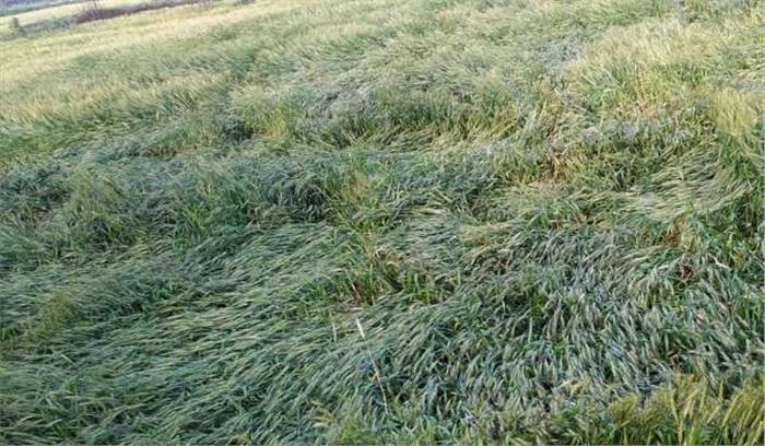 मौसम में फिर बदली करवट, आंधी पानी से फसलों को नुकसान मौसम में फिर बदली करवट, आंधी पानी से फसलों को नुकसान