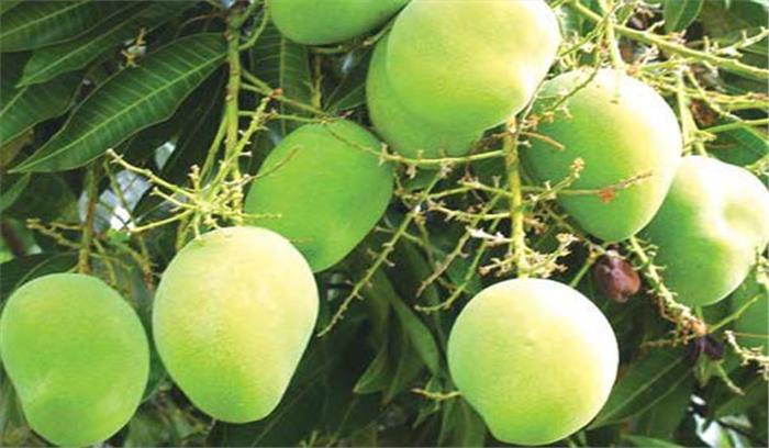 मौसम की बेरुखी से आम की फसल को भारी नुकसान​​​​​​​