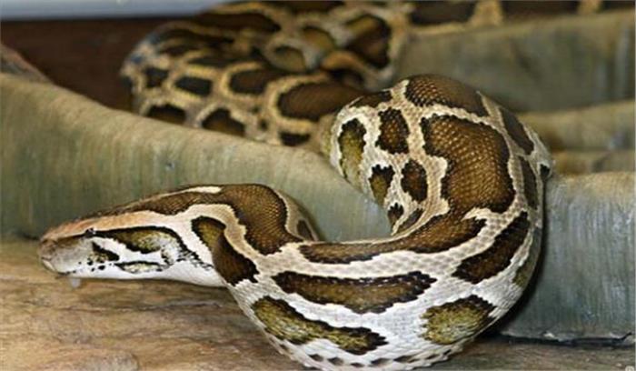 अजगर को सरकारी कर्मचारी ने मात्र 150 रूपए में खरीदा