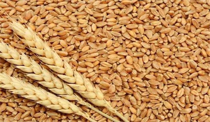   गेहूं की खरीद की गड़बड़ी पर बनेगा सख्त कानून