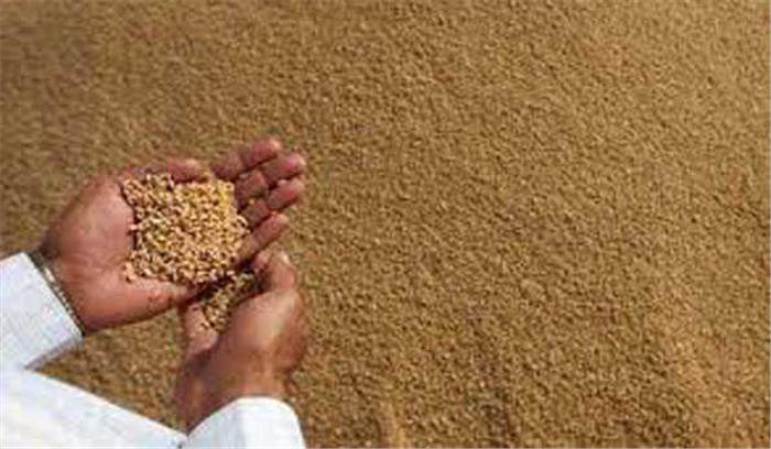 गेहूं घोटाले की जांच अब तक नहीं हुई पूरी