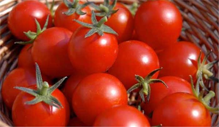 थोक 70 तो खुदरा बाजार में सौ रूपए पहुंचा टमाटर