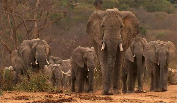 जंगली हाथियों के दल ने मां बेटे को कुचला, मौत