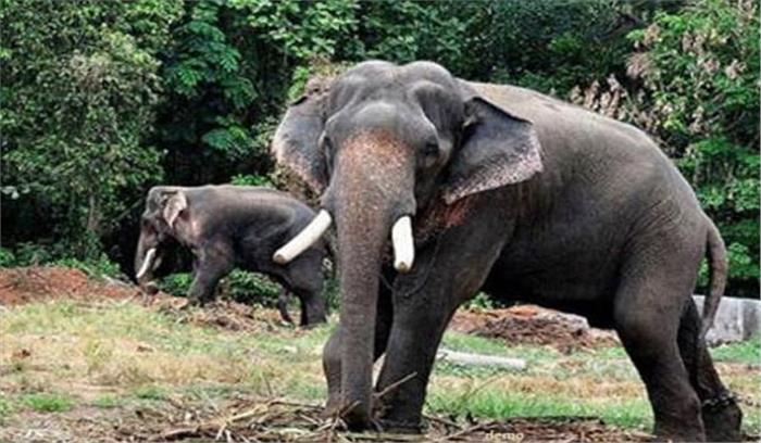 छत्तीसगढ़ :जंगली हाथी के कुचलने से एक चरवाहा की मौत