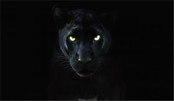 जंगली जानवर भी कॉर्पोरेट घरानों की मूंछ से बच नहीं सकते : असम कांग्रेस जंगली जानवर भी कॉर्पोरेट घरानों की मूंछ से बच नहीं सकते : असम कांग्रेस