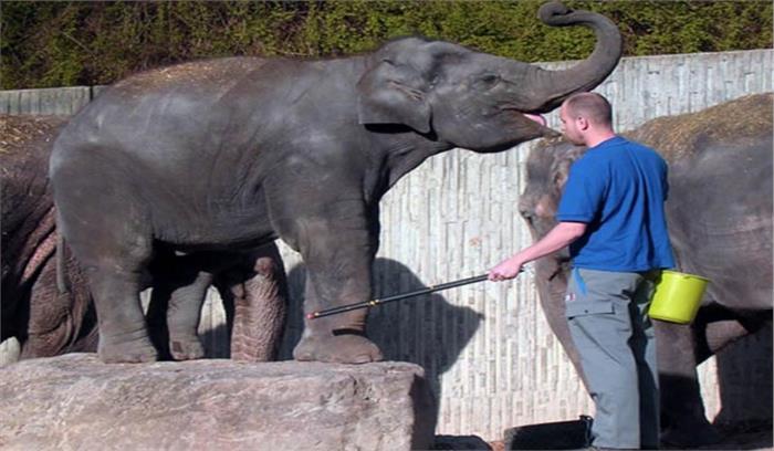 बिगड़ैल हाथियों को नियंत्रित करेंगे प्रशिक्षित हाथी