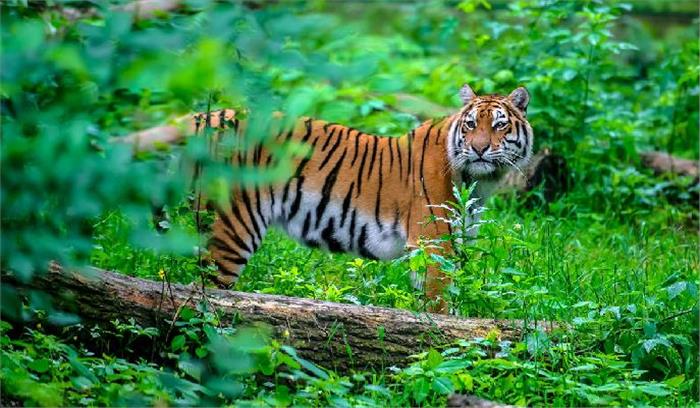 वन्यजीवों के संरक्षण के लिए 15 वर्षीय राष्ट्रीय कार्य योजना