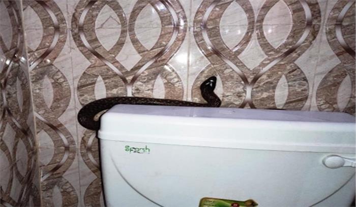 वन्यजीव एसओएस द्वारा आगरा में कई जगहों से सांपों का रेस्क्यू