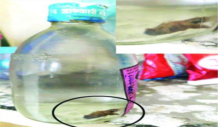 शराब की सील पैक बोतल में मृत मिला काकरोच