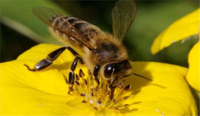 आज मनाया जा रहा है विश्व मधुमक्खी दिवस 