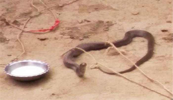 दो महिलाओं को करैत ने डसा, गंभीर दो महिलाओं को करैत ने डसा, गंभीर