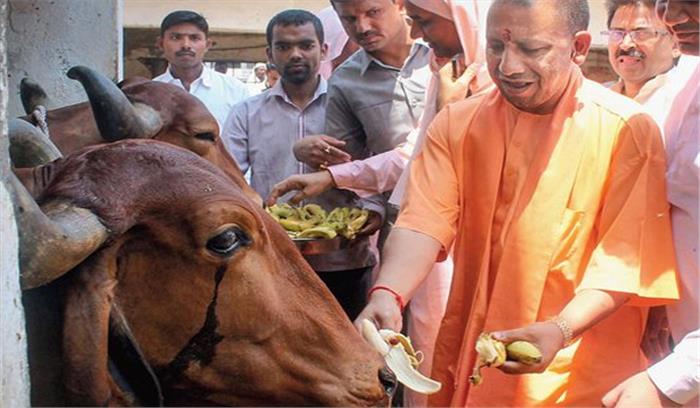 योगी के गौ-प्रेम पर भी आंकड़ों की बाजीगरी योगी के गौ-प्रेम पर भी आंकड़ों की बाजीगरी
