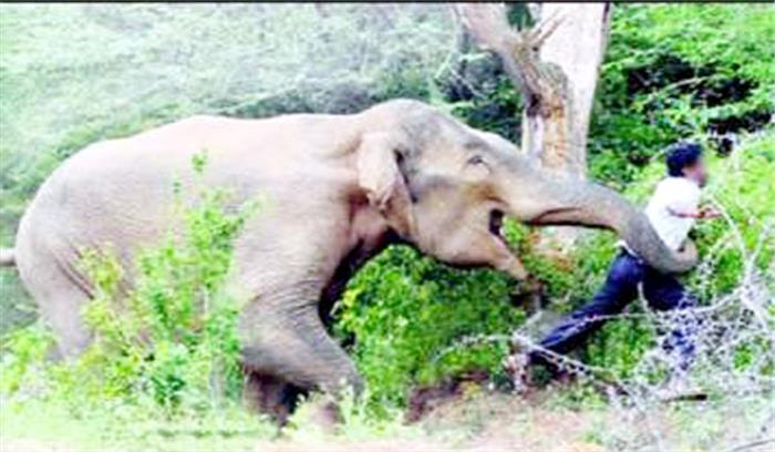 हाथी के हमले में बाल-बाल बचा युवक