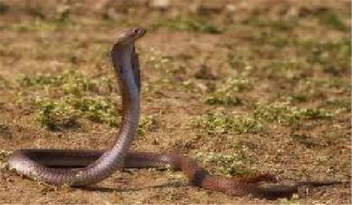 मध्यप्रदेश: युवक की सांप के काटने से मौत