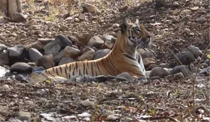 ओडिशा में बाघिन अंकिता के घर आये दो नन्हे मेहमान