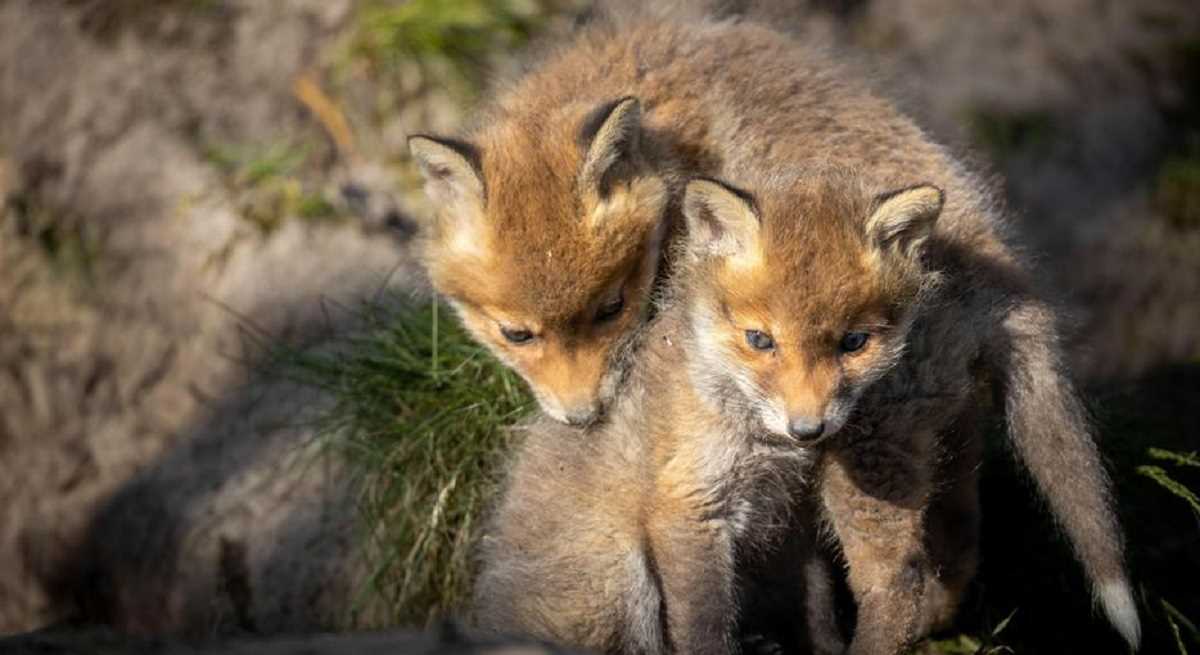 पिछले 50 साल में कितनी बीमार हुई कुदरत?