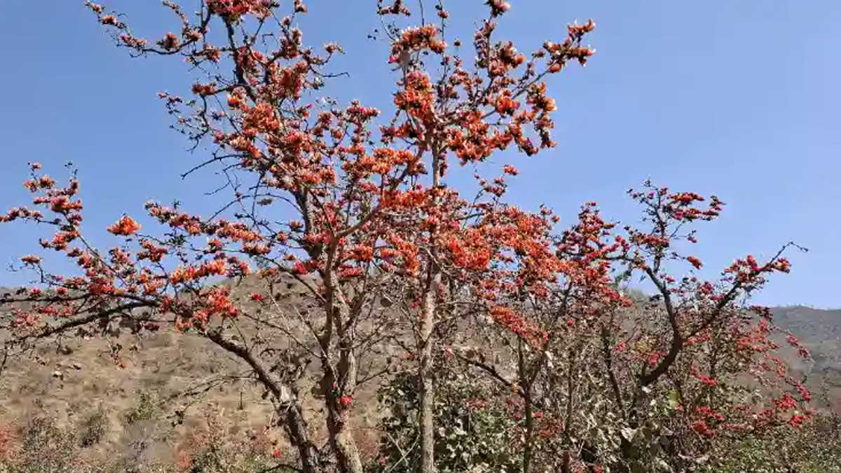 पहाड़ में पलाश के फूलों की निराली छटा