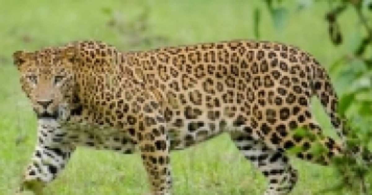 कर्नाटक में तेंदुए को पकड़ने के लिए ऑपरेशन हनी ट्रैप शुरू