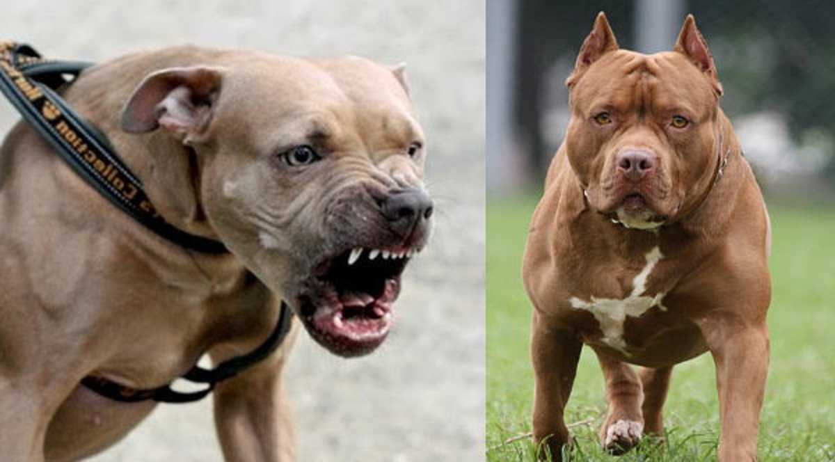 पेटा इंडिया ने सरकार से पिटबुल ब्रीड के कुत्तों पर भारत में बैन के लिए की मांग।