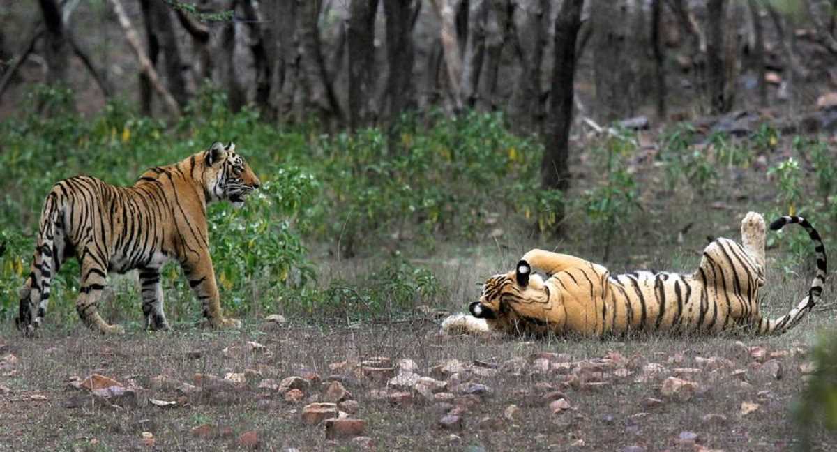 भारत में बाघ तो बढ़े लेकिन जंगलों में शिकार का संकट