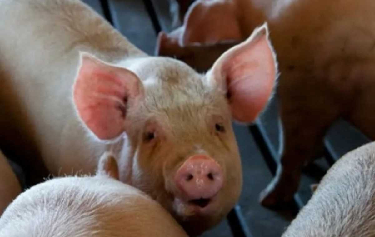 उत्तराखंड में अफ्रीकन स्वाइन फ्लू के चलते 350 सुअरों को मारने की तैयारी उत्तराखंड में अफ्रीकन स्वाइन फ्लू के चलते 350 सुअरों को मारने की तैयारी