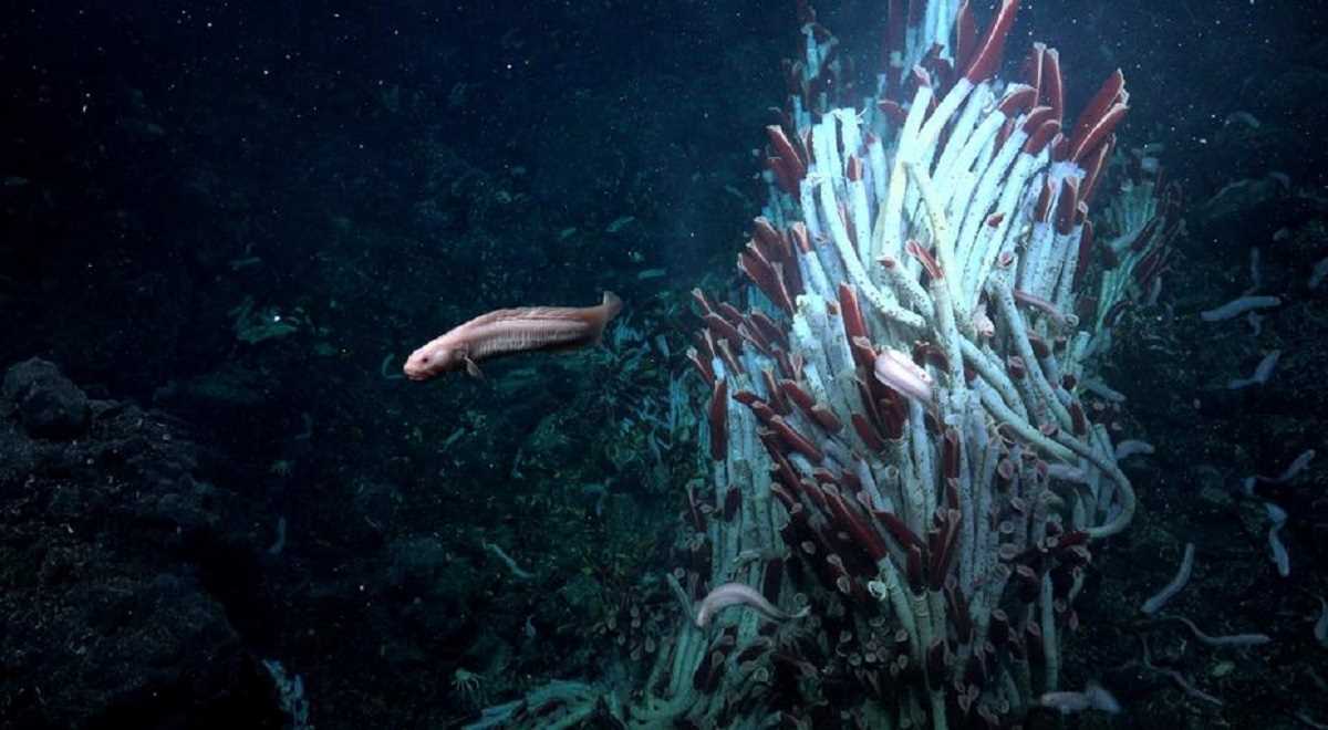 गहरे सागर में ऑक्सीजन की खोज पर उठ रहे सवाल