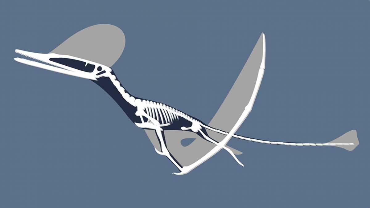 स्कॉटलैंड में मिला उड़ने वाले डायनासोर का अवशेष