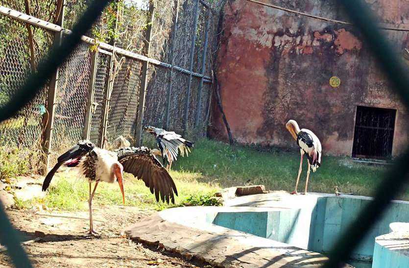 राजस्थान के 15 जिलों में बर्ड फ्लू का कहर, जयपुर चिड़िय़ाघर हुआ बंद