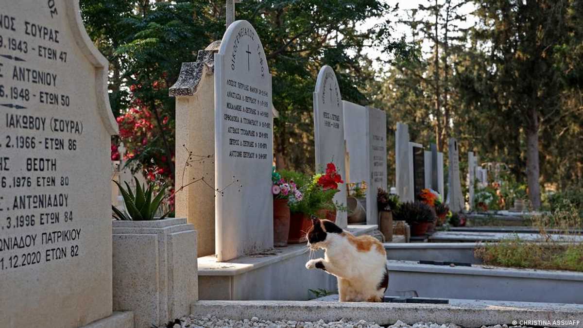 साइप्रस में छह महीने में तीन लाख बिल्लियों की मौत