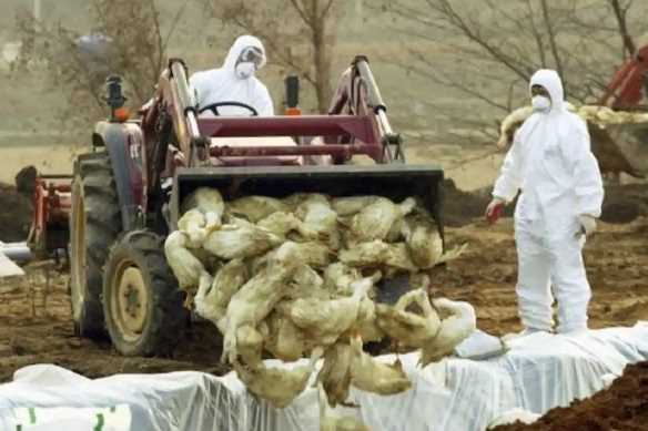 केंद्र सरकार ने राज्यों को दिए बर्ड फ्लू रोकने के लिए कदम उठाने के निर्देश