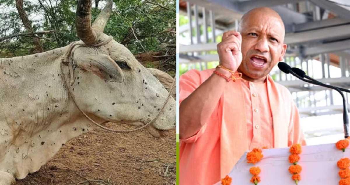 गोवंश को लंपी से बचाने के लिए एक करोड़ वैक्सीन लगवाएगी यूपी सरकार