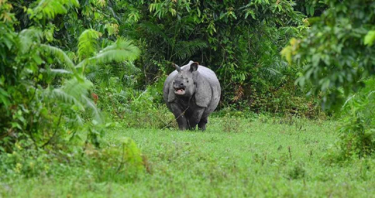 पूर्वोत्तर भारत में बाढ़ से दर्जनों लोगों और छह गैंडों की मौत